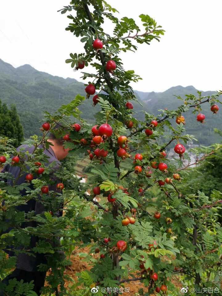 这个季节,贵州大山里的各种野生水果 :图一至图四,我们叫栽秧猛