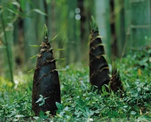 原来这就叫“竹子定律”!