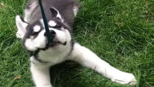 一只不想回家的哈士奇,即使主人强拉,它也不愿