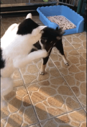 363_528 竖版 竖屏