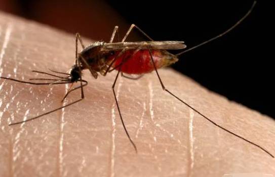 被蚊子咬了个包,又痒又肿地总想挠?教你几招,