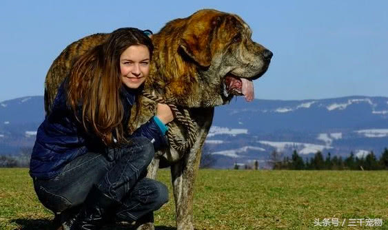 西班牙獒犬,体型跟狮子一样巨大的猛犬!