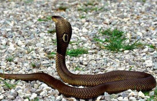 毒液比黄金和钻石值钱? 世界十大攻击性毒蛇排