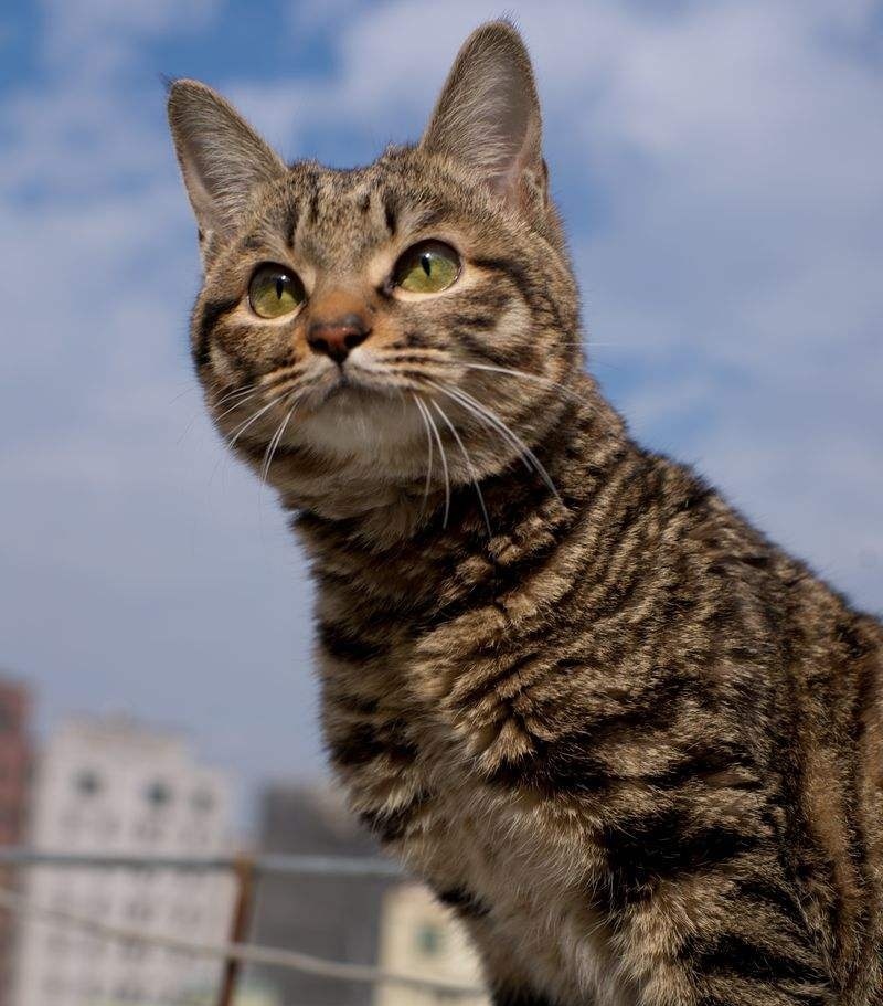 小猫从出生就一直在吃奶，已经吃了一年，猫妈妈：我已经看淡了