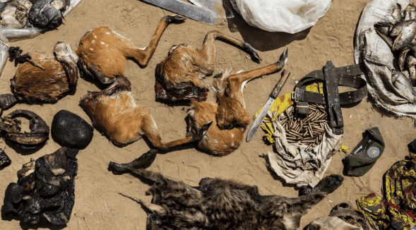 非洲最乱的国家公园, 武装组织偷盗野生动物