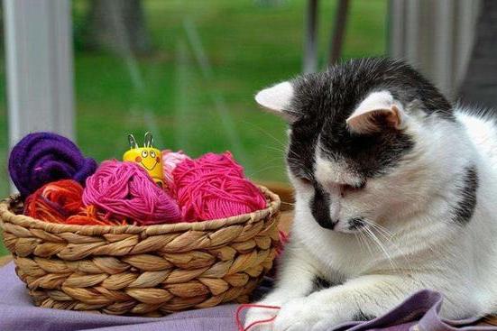 猫看上去这么高冷,真的很依赖自己的主人吗?可