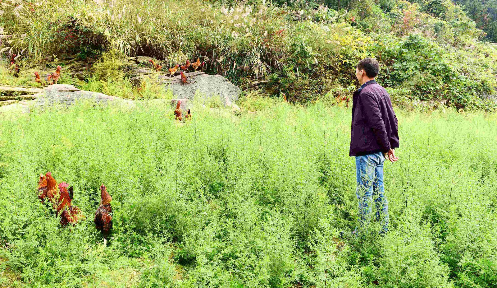 如何把图片做为网页背景 网页的背景怎么加图片上去