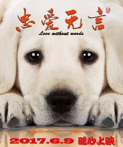 十部关于狗的电影,网友:每一部都催人泪下