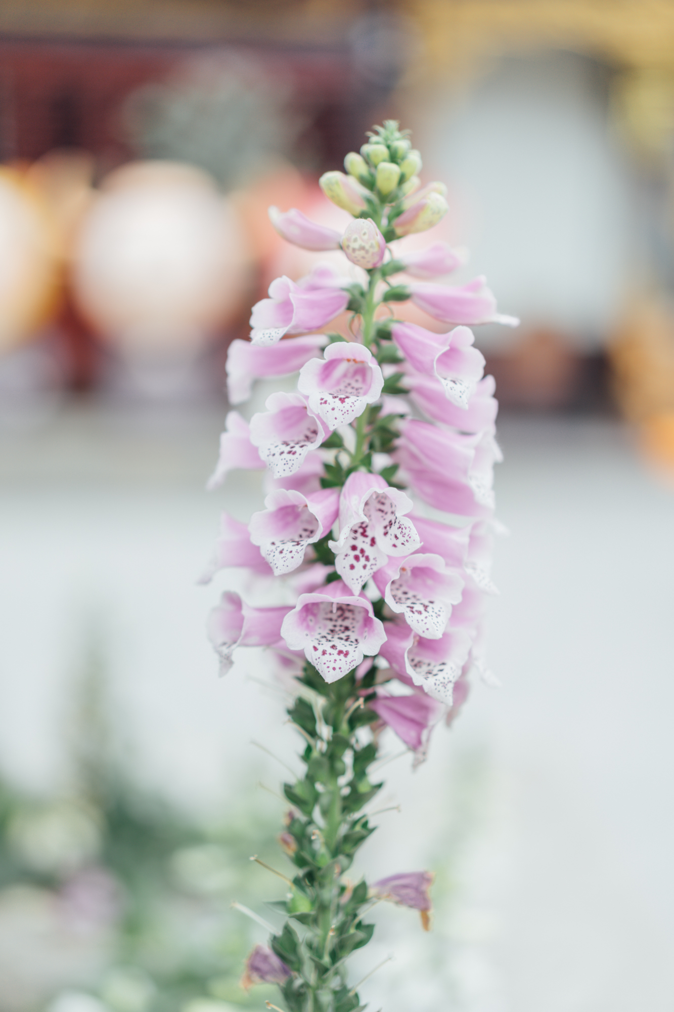 作为一个热情好客的四川人,我特别喜欢好朋友