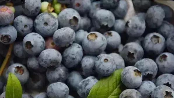 蒲江深藏蓝莓谷,吃不完还得兜着走!
