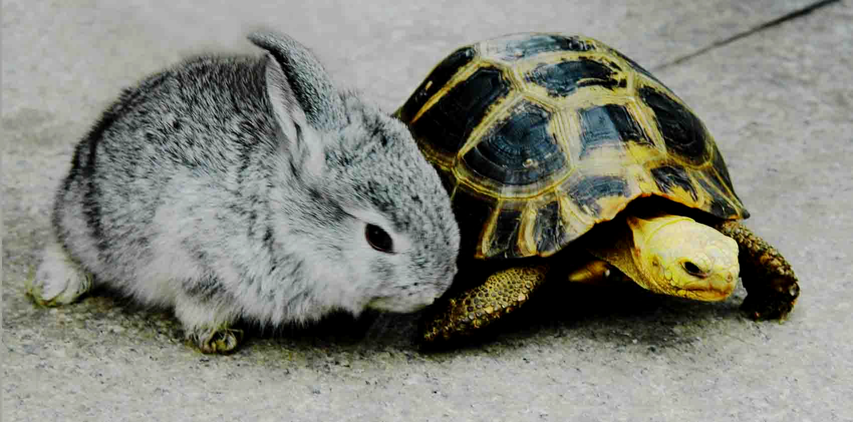 兔子妇人之仁,乌龟小人之心,多年后才领悟的《龟兔赛跑》