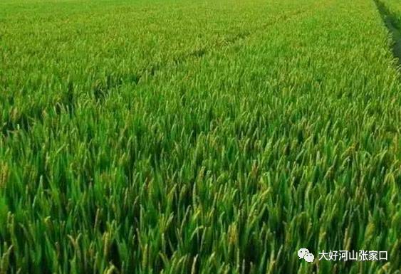 2018年粮食补贴发放时间定了!怀安人赶快看!