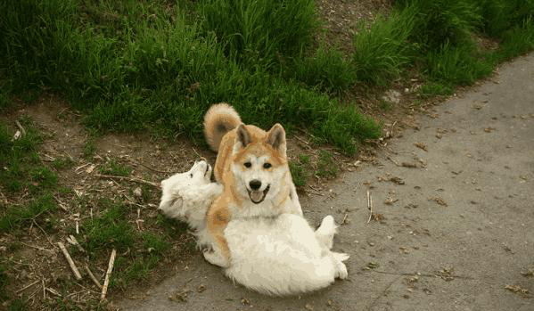 为什么土狗吃剩饭剩菜没事,而城市狗狗吃狗粮