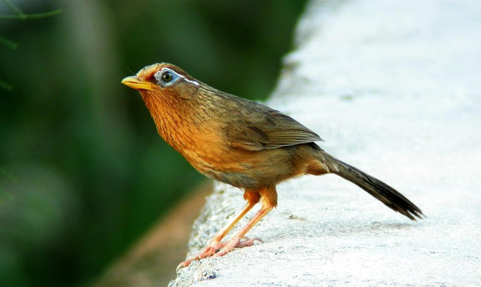 选画眉鸟有这种表现的“不要”!