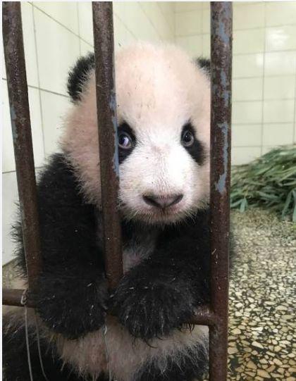 大熊猫用尽浑身力气坑娃,胖大海:妈!我是你亲生