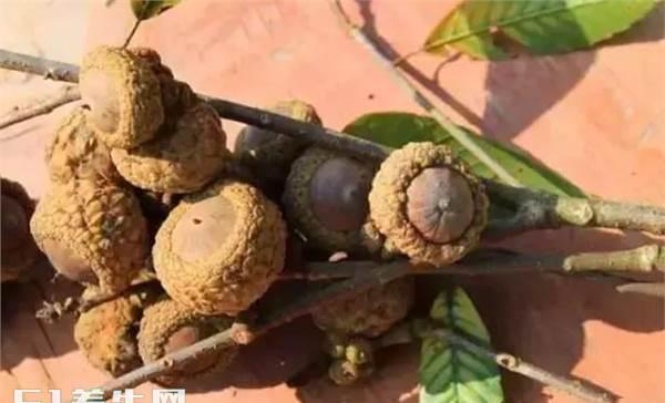 深山老林里的风流果火了, 你有吃过吗?