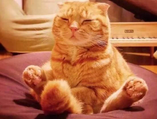 回家后发现猫咪不对劲,竟在"打坐,于是就赶紧去哄它,结果