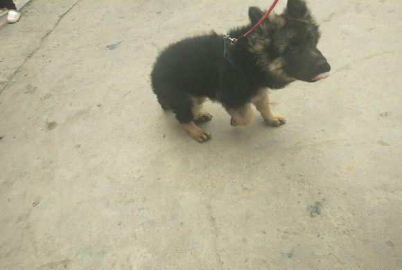 德牧九十五天能吃生鸡架吗?还需要配什么吃,现