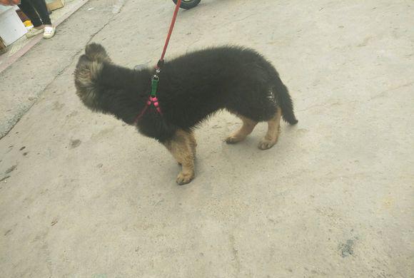 德牧九十五天能吃生鸡架吗?还需要配什么吃,现