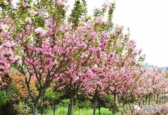 这个小长假到哪儿浪?宜昌周边最好玩儿的地方