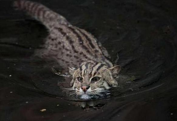 泥鳅猫捕鱼重出江湖亮相众人,人们都以为它是普通猫!