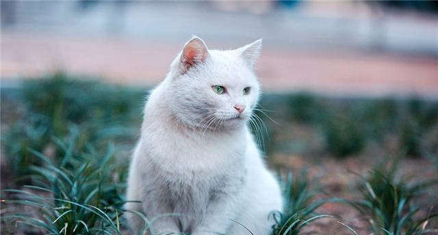 猫咪也是害怕孤独?当它有下面4个表现是,就代