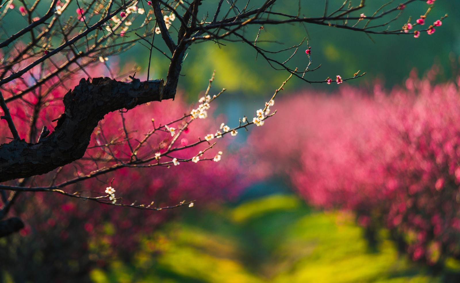 宜兴太华镇骊山红梅园,早春踏青好去处