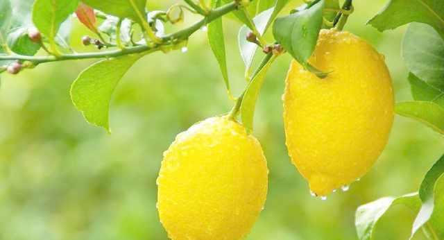 低糖水果排行, 4种水果越吃越瘦, 吃这些才不反