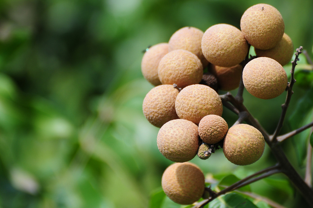 荔枝一颗酒驾 开车的朋友们注意啦,吃完荔枝要