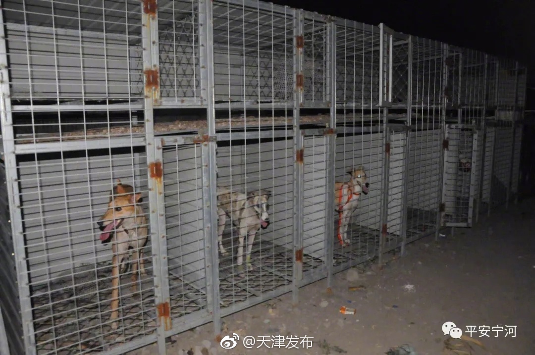 野外设赌局 狗抓兔子赌场窝点被警方一举端