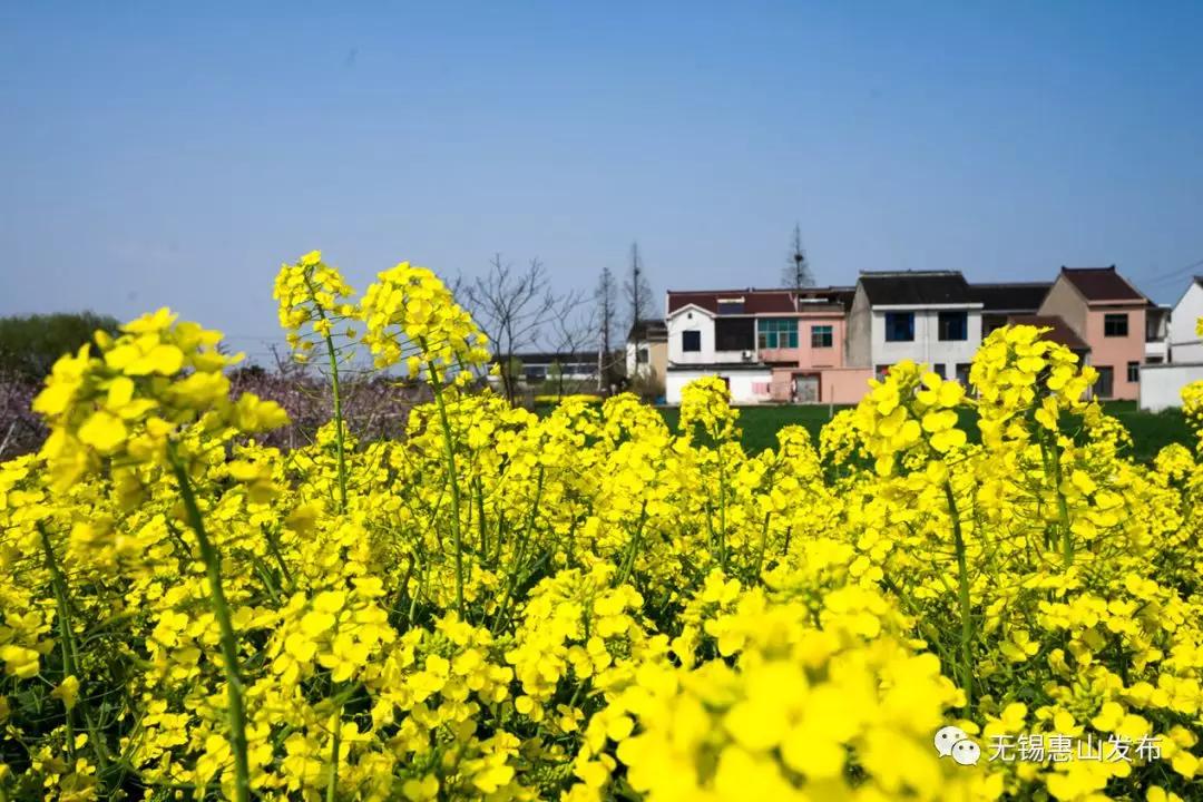 无锡惠山区的油菜花正唯美怒放初春田野一道独特的风景