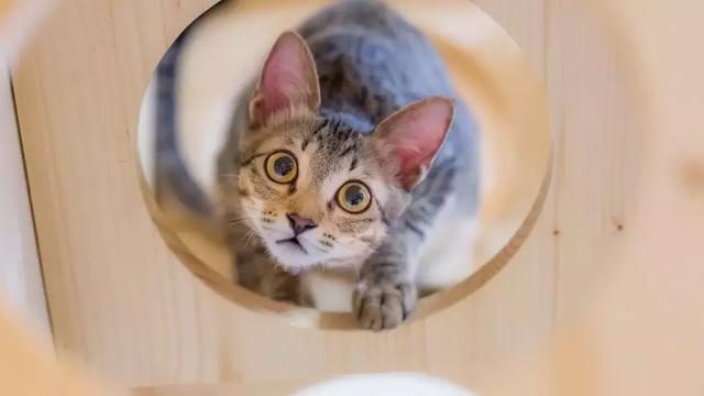 犬基地动物医院开业,美国小型宠物用品市场 达