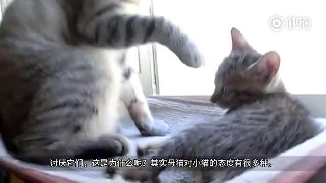 企鹅病是什么病视频 b4fa-fzqvvsa0550778.jpg