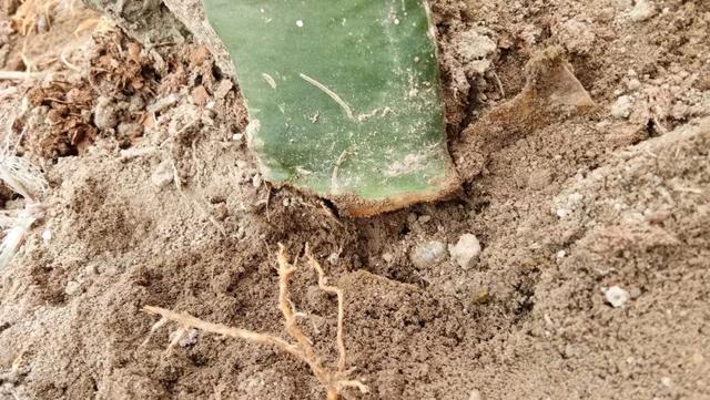 你还在为火龙果烂根所烦恼吗?专家为你支招!