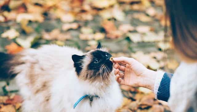 为什么有的人天生就会被猫咪亲近呢?