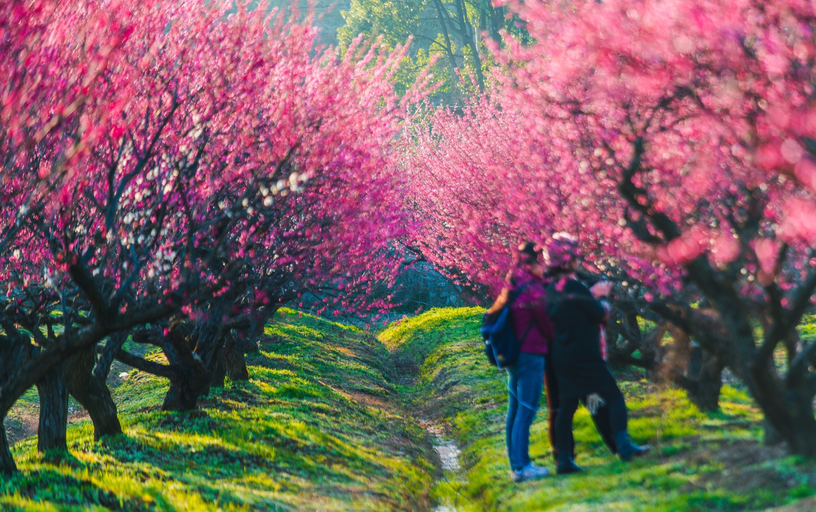 宜兴太华镇骊山红梅园,早春踏青好去处