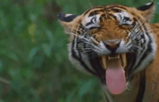 壁纸 动物 虎 老虎 桌面 614_393 gif 动态图 动图