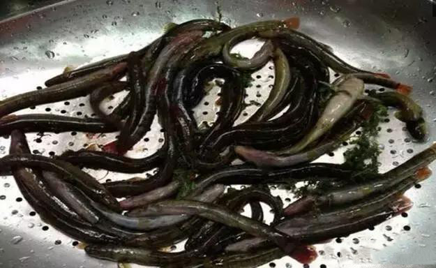 形似泥鳅的鱼,红尾副鳅只有河流发大水才容易钓到