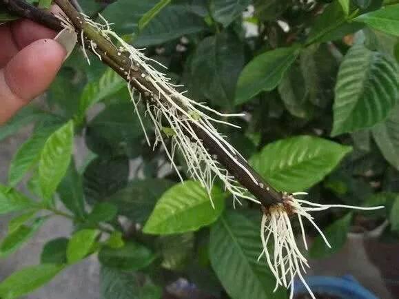 万万没想到!一根柳树枝尽然是扦插神器,比生