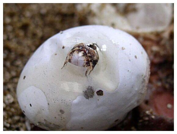 还没孵化的鸟蛋的壳破了怎么办?