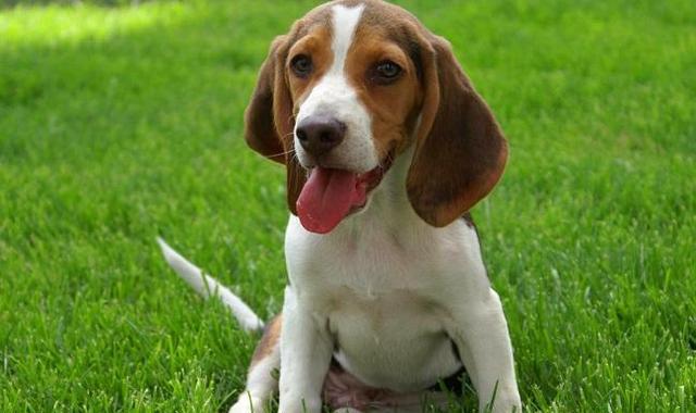 寿命最长的六种狗,我国神犬毫无疑问霸气坐稳第一