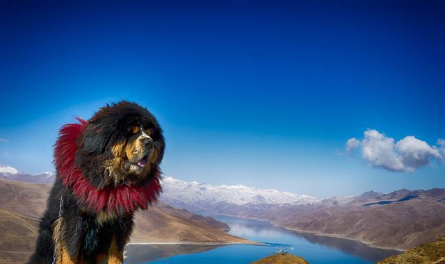 九犬成一獒是什么意思,能给我们什么启示呢?