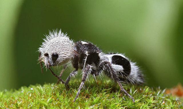 世界上的神秘生物！你可能一种也没见过……