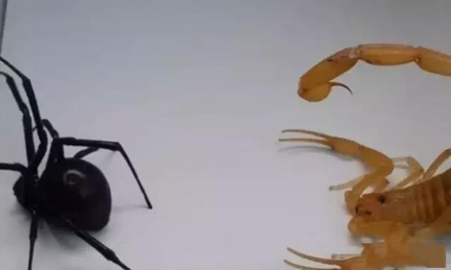 最毒的蝎子大战最毒的蜘蛛,证明谁才是配得上