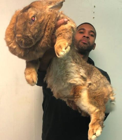 超巨大抱着家中的兔兔,让人分不清这是温和的兔子还是