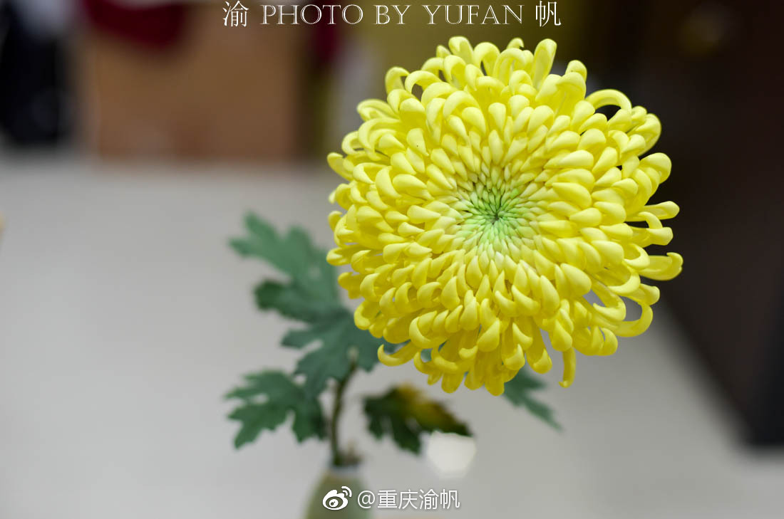 扬州通草花