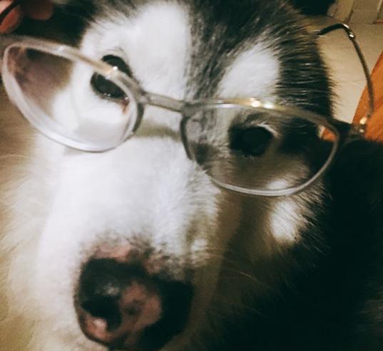 分享一组二逼哈士奇头像,总有一款适合你的气