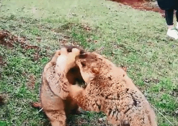 壁纸 动物 狗 狗狗 603_427 gif 动态图 动图
