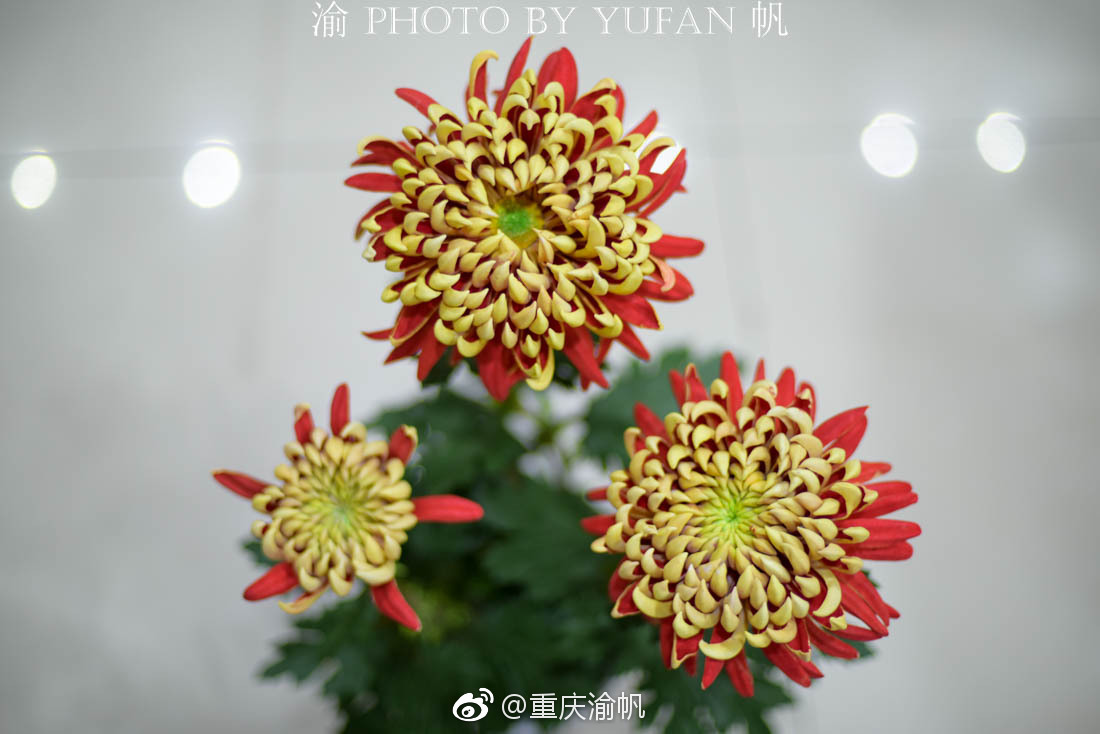 扬州通草花