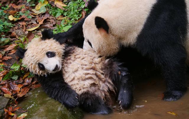 大熊猫用尽浑身力气坑娃,胖大海:妈!我是你亲生